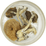 African Cubensis (Panaeolus africanus) | Shroomland Canada