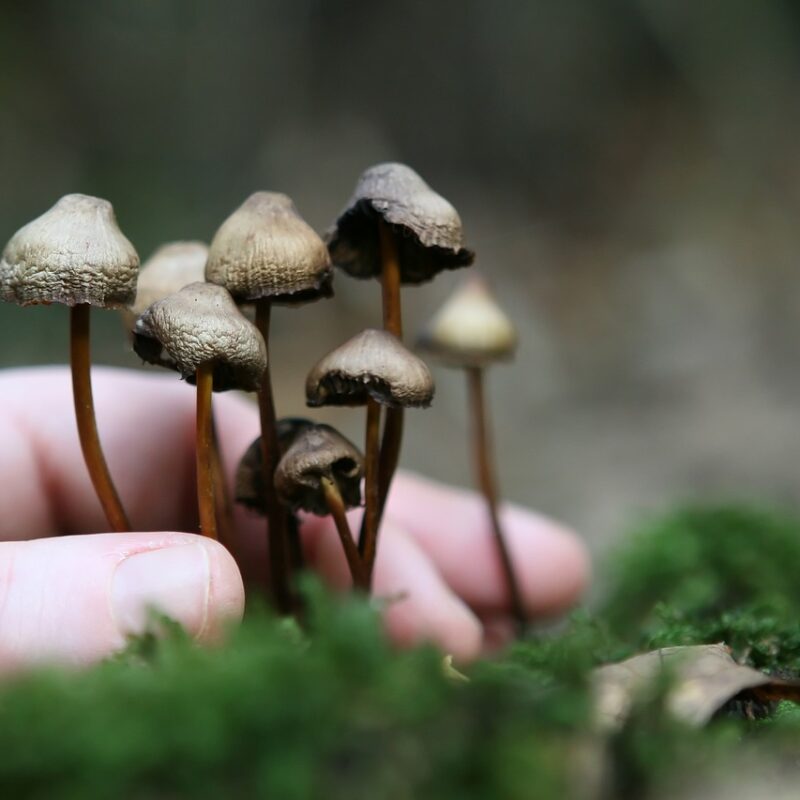 Guide to Magic Mushrooms | Shroomland Canada