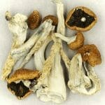 Creeper | Shroomland Canada