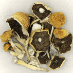 Penis Envy Cubensis | Shroomland Canada