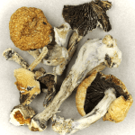 Thai Elephant | Shroomland Canada