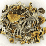 Daddy Long Legs | Shroomland Canada