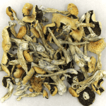 Puerto Rican | Shroomland Canada