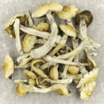 Blue Magnolia Rust | Shroomland Canada