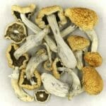 Vietnamese | Shroomland Canada