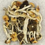 Cuban | Shroomland Canada