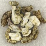 White Burma | Shroomland Canada