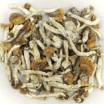 Florida White | Shroomland Canada