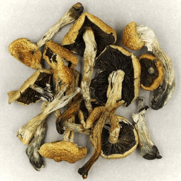 Malabar | Shroomland Canada