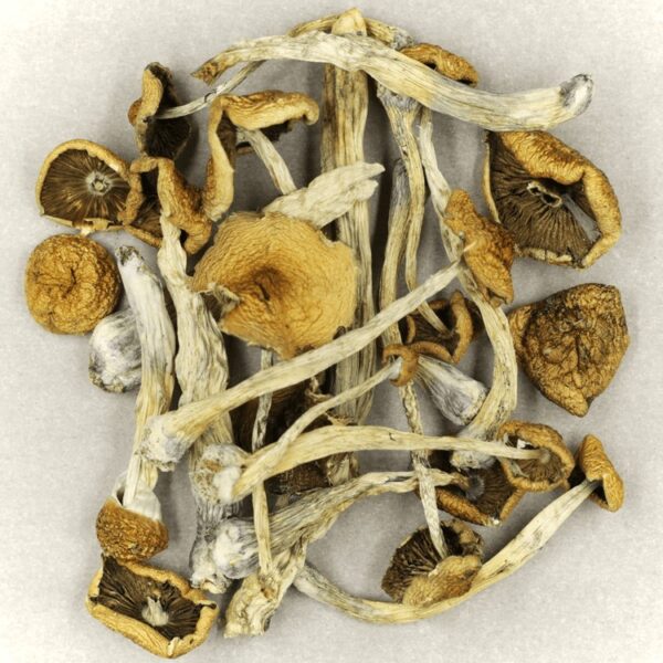 Mazatapec | Shroomland Canada