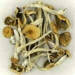 Mexicana | Shroomland Canada