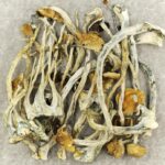 Amazonian Cubensis | Shroomland Canada