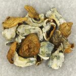 King Kong | Shroomland Canada