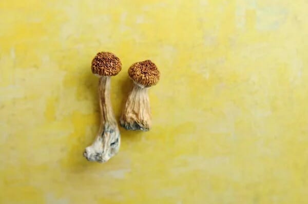 9 Essential Points to Understand Before Experimenting with Lemon Tek