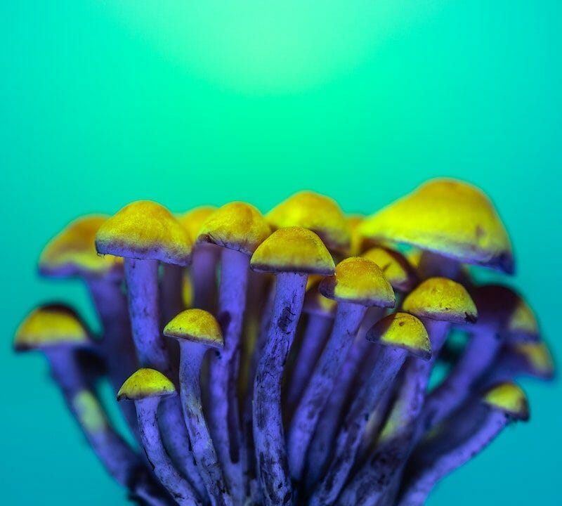 LSD Edibles | Shroomland Canada