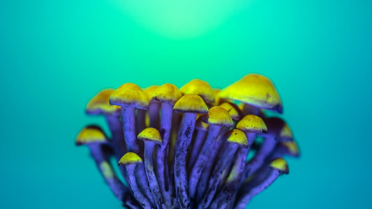 The Enigmatic Chemistry of Psychedelics: Exploring the Potential of LSD-Infused Edibles