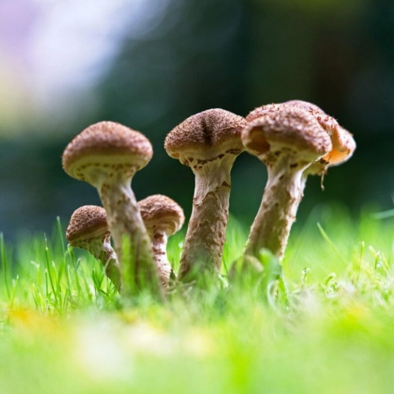 Mushroom Dispensary | Shroomland Canada