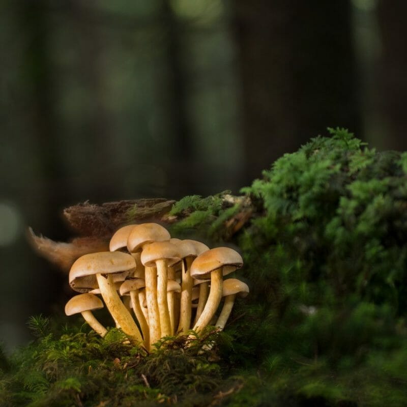 Strongest Mushroom Strains | Shroomland Canada
