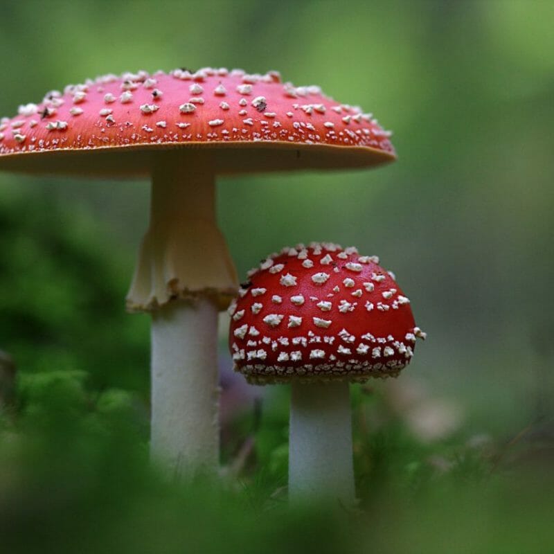 Magic Mushrooms Canada | Shroomland Canada