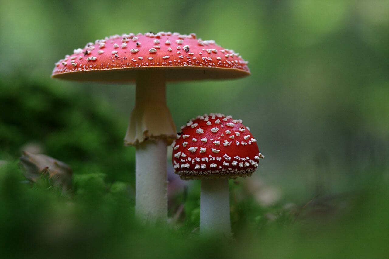 The Ascendancy of Magic Mushrooms in Canada: Top Varieties You Should Experience