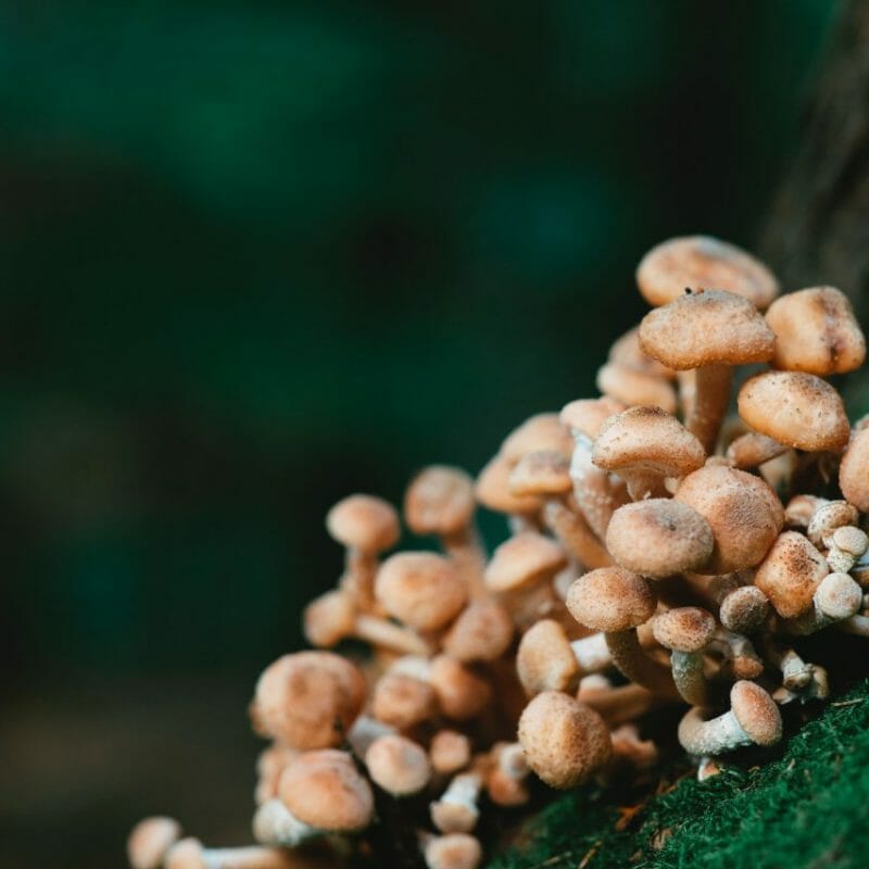 Mushroom Dispensary - Zoomies | Shroomland Canada