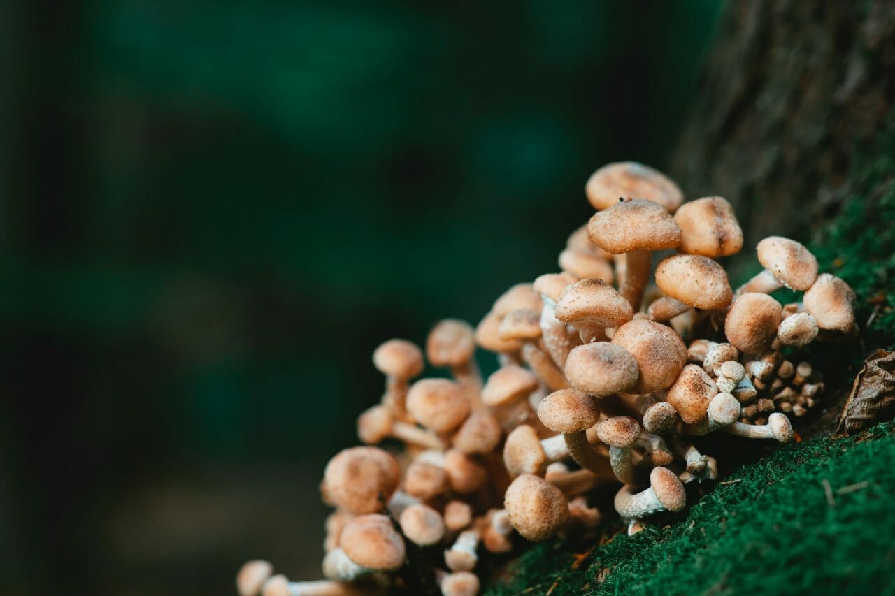 Exploring the Potential of Mushroom Dispensary’s Treatment for Depression