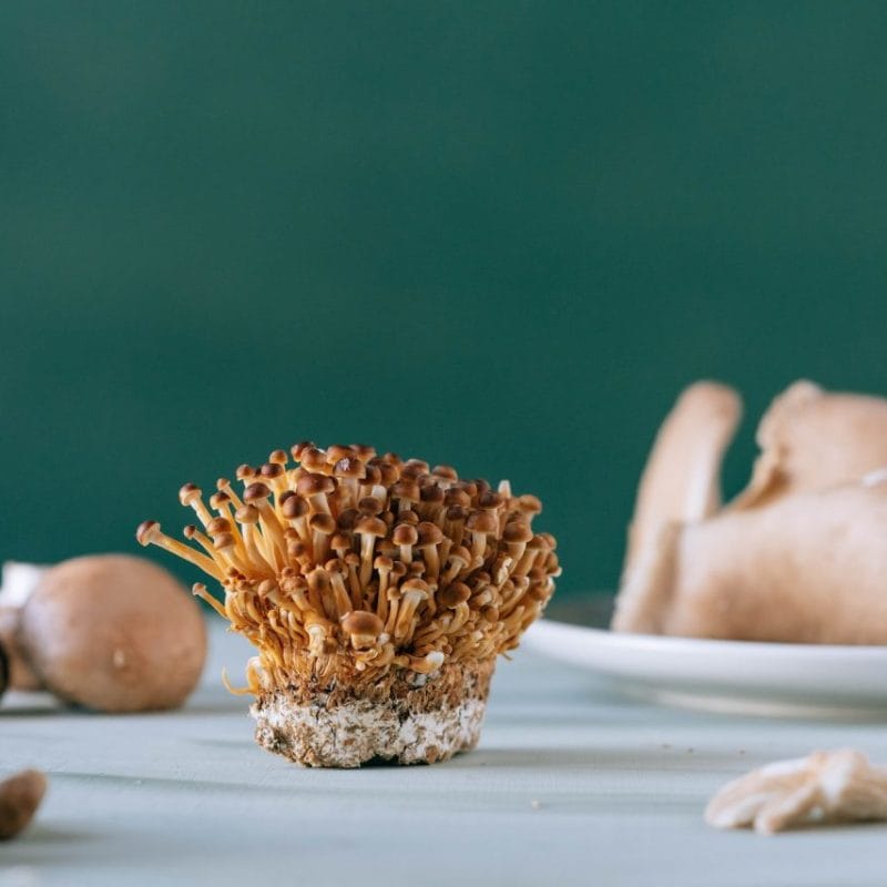 Buy Magic Mushroom | Shroomland Canada