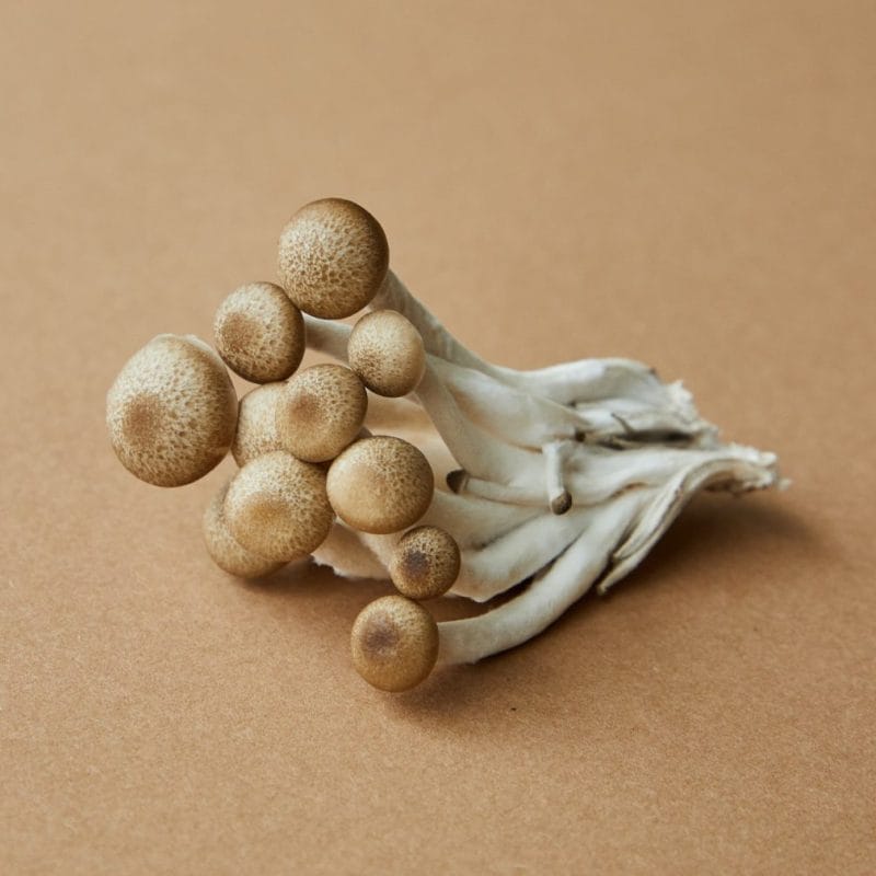 strongest mushroom strain | Shroomland Canada
