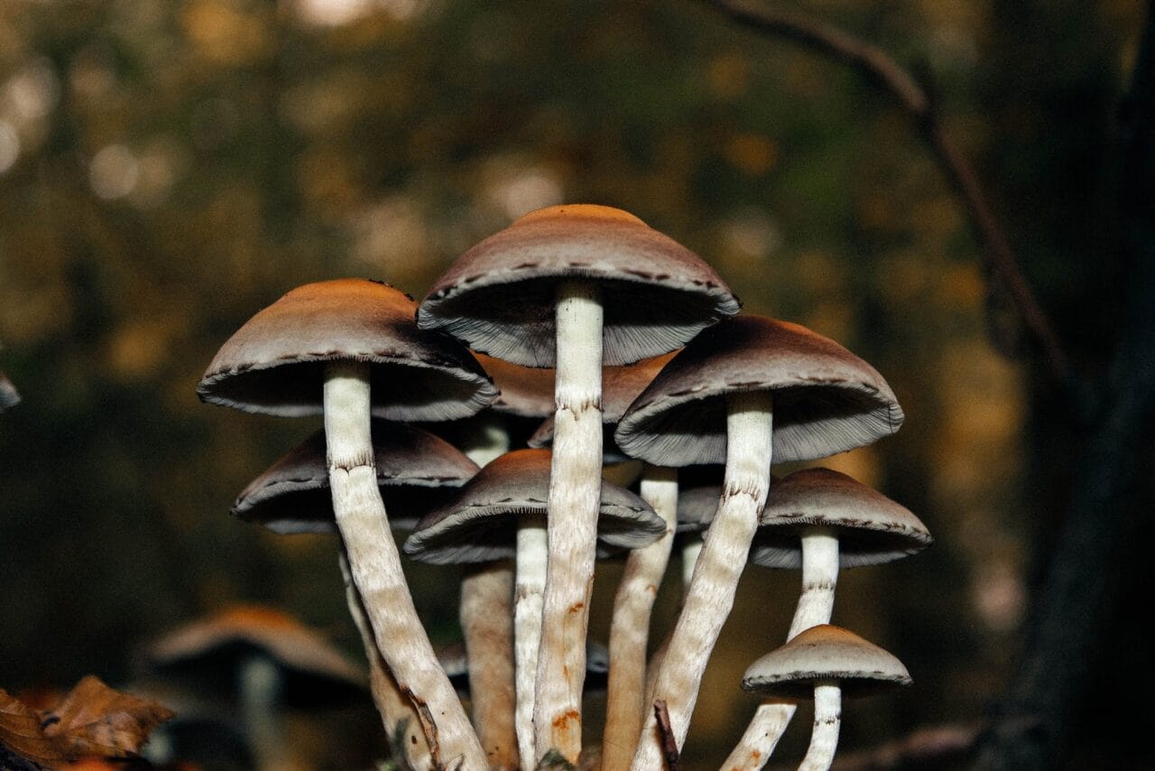 A Collection of Cases on Microdose Mushrooms Utilized for Long-Term Pain Alleviation