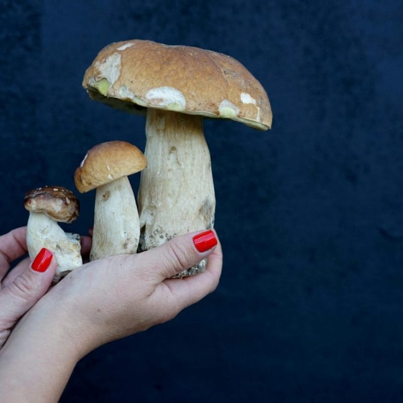 Shrooms Online | Shroomland Canada