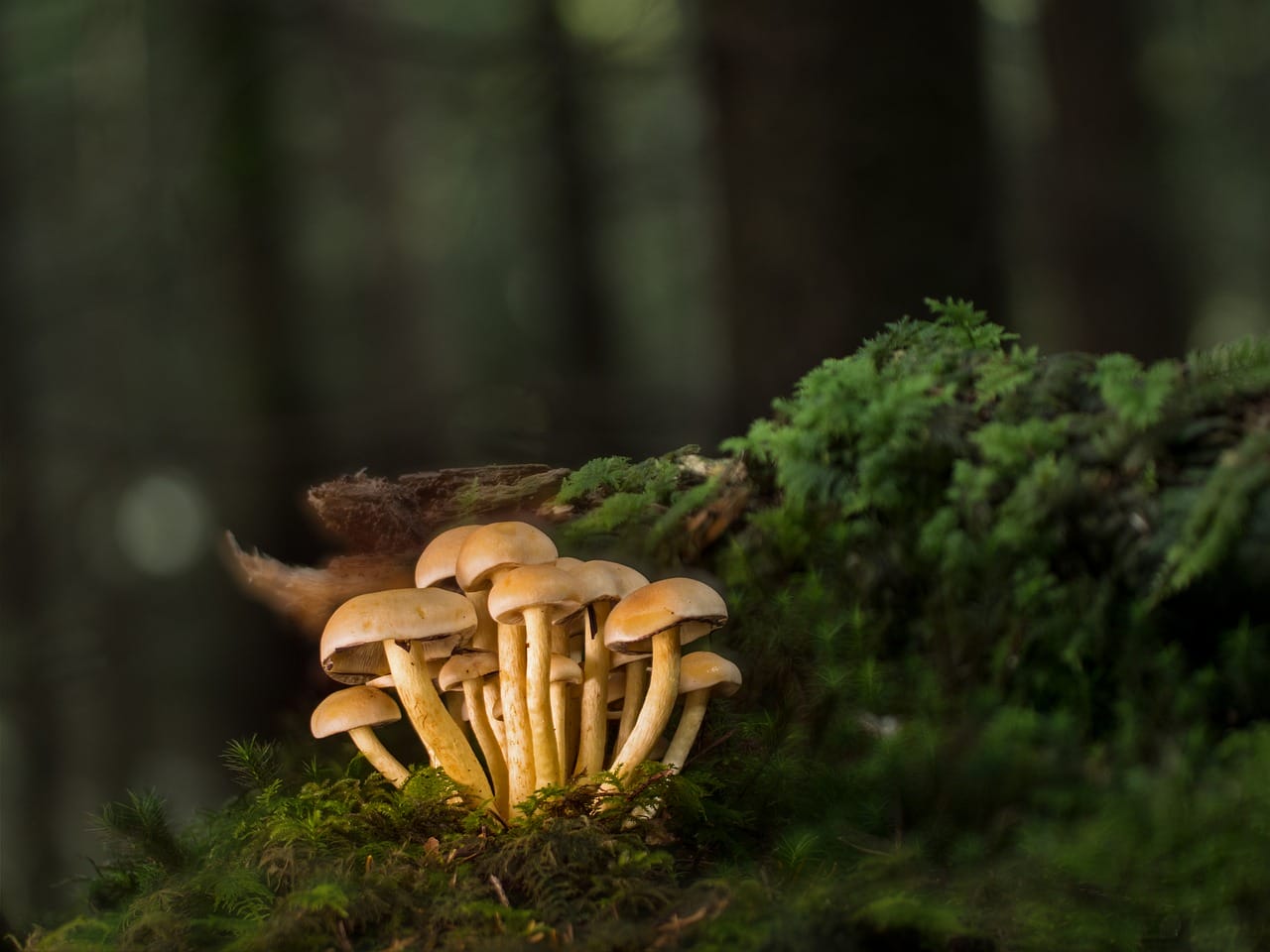 Purchase Mushrooms Online and Explore Our Wide Variety of Delightful Mushroom Choices