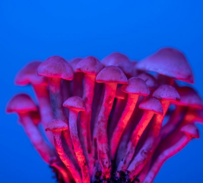Shrooms Delivery in Canada | Shroomland Canada