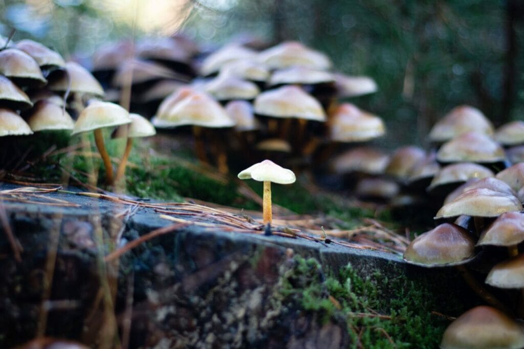 Shroom Delivery at Shroomland Canada
