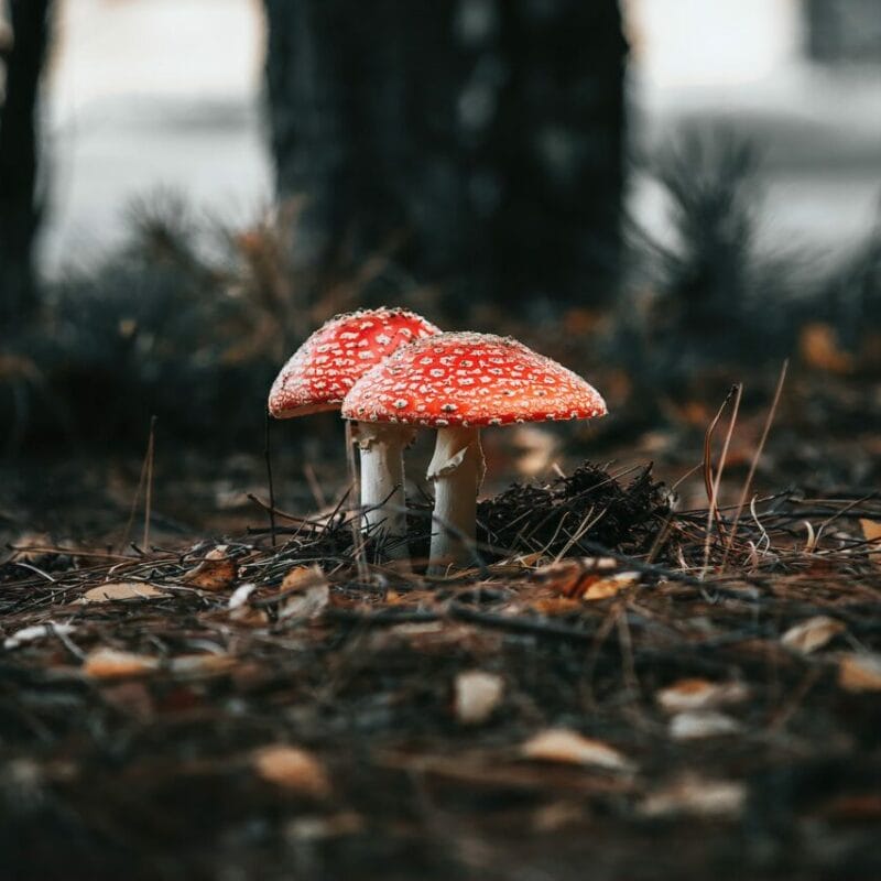Shroom online delivery at Zoomies Canada | Shroomland Canada