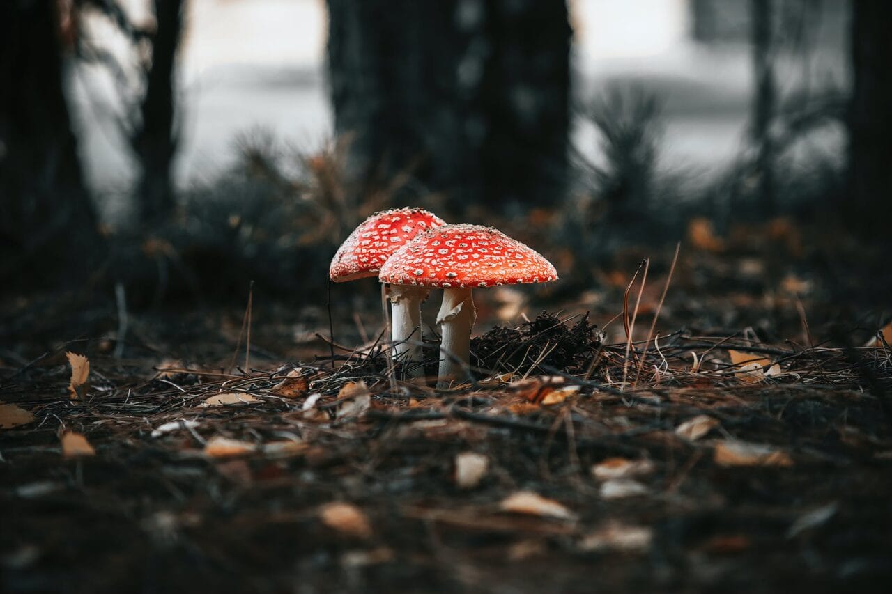 The Revolution of Psilocybin: Its Production, Research, and Future Direction