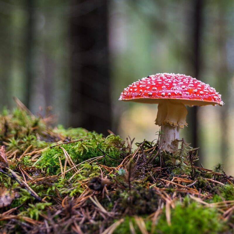 Shrooms Online in Canada | Shroomland Canada