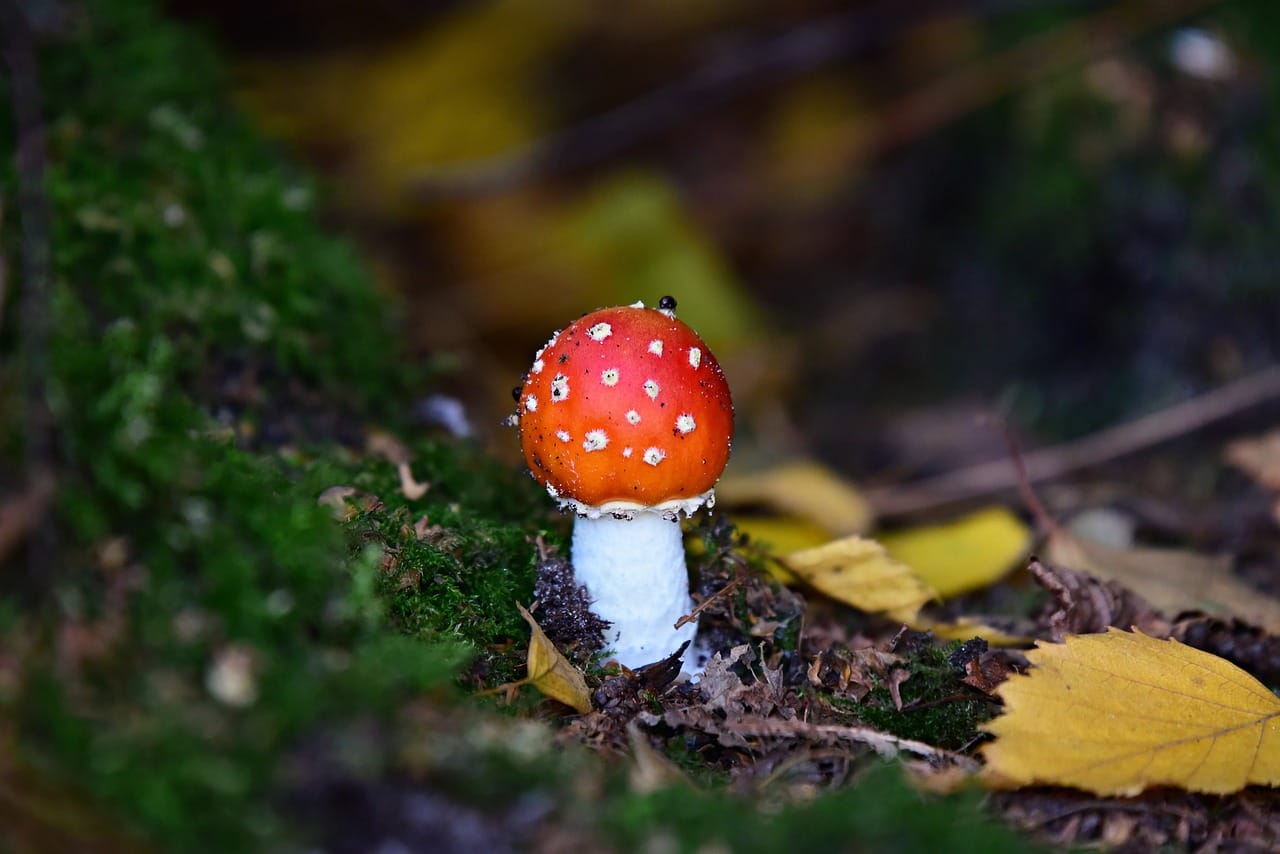 Can LSD Boost My Happiness? Perspectives from Experts