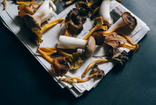 Mushroom chocolate at Zoomies Canada