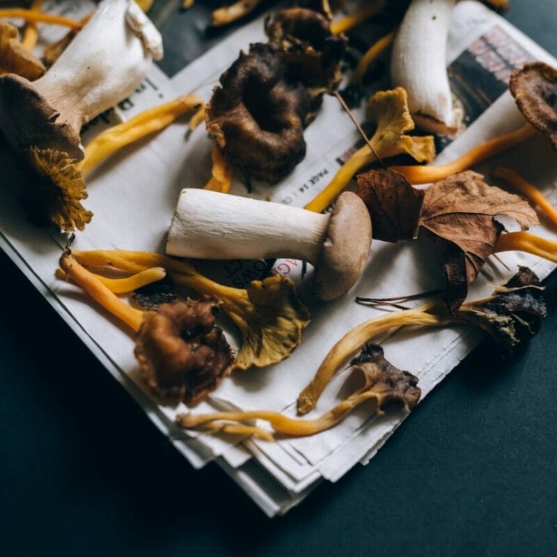Mushroom chocolate at Zoomies Canada | Shroomland Canada