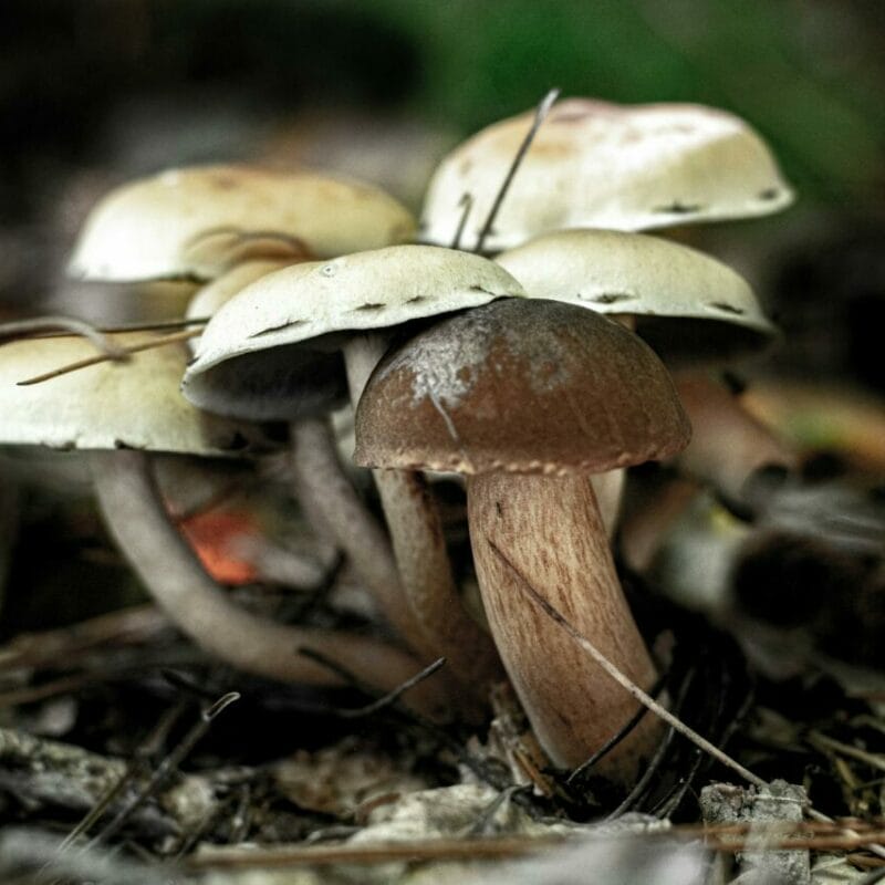 psilocybin mushroom | Shroomland Canada