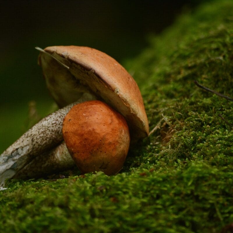 Mushroom Dispensary Vancouver | Shroomland Canada