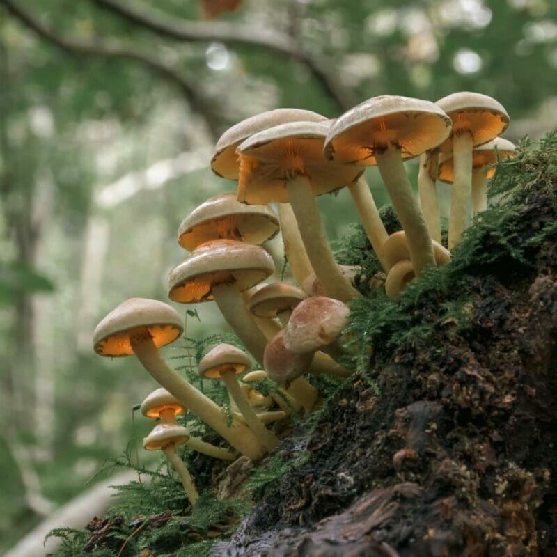 Shrooms online | Shroomland Canada
