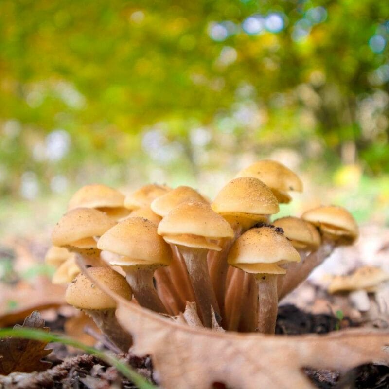 Shrooms Canada | Shroomland Canada