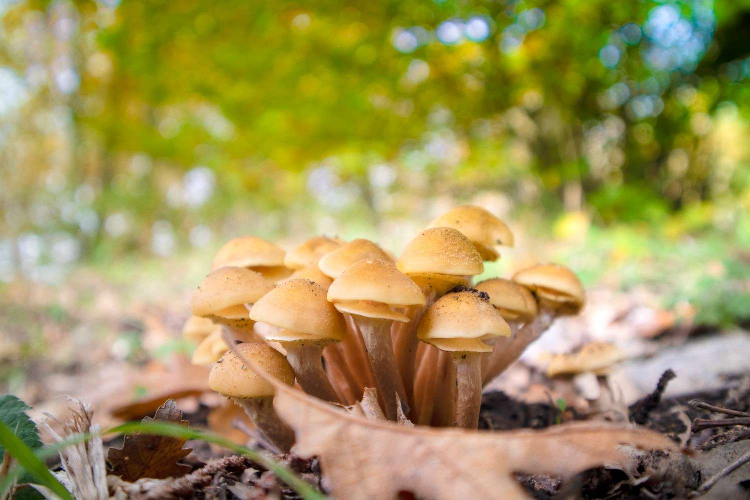 The Global Rise of Microdosing – Psilocybin Mushrooms Expand Beyond Canada’s Borders