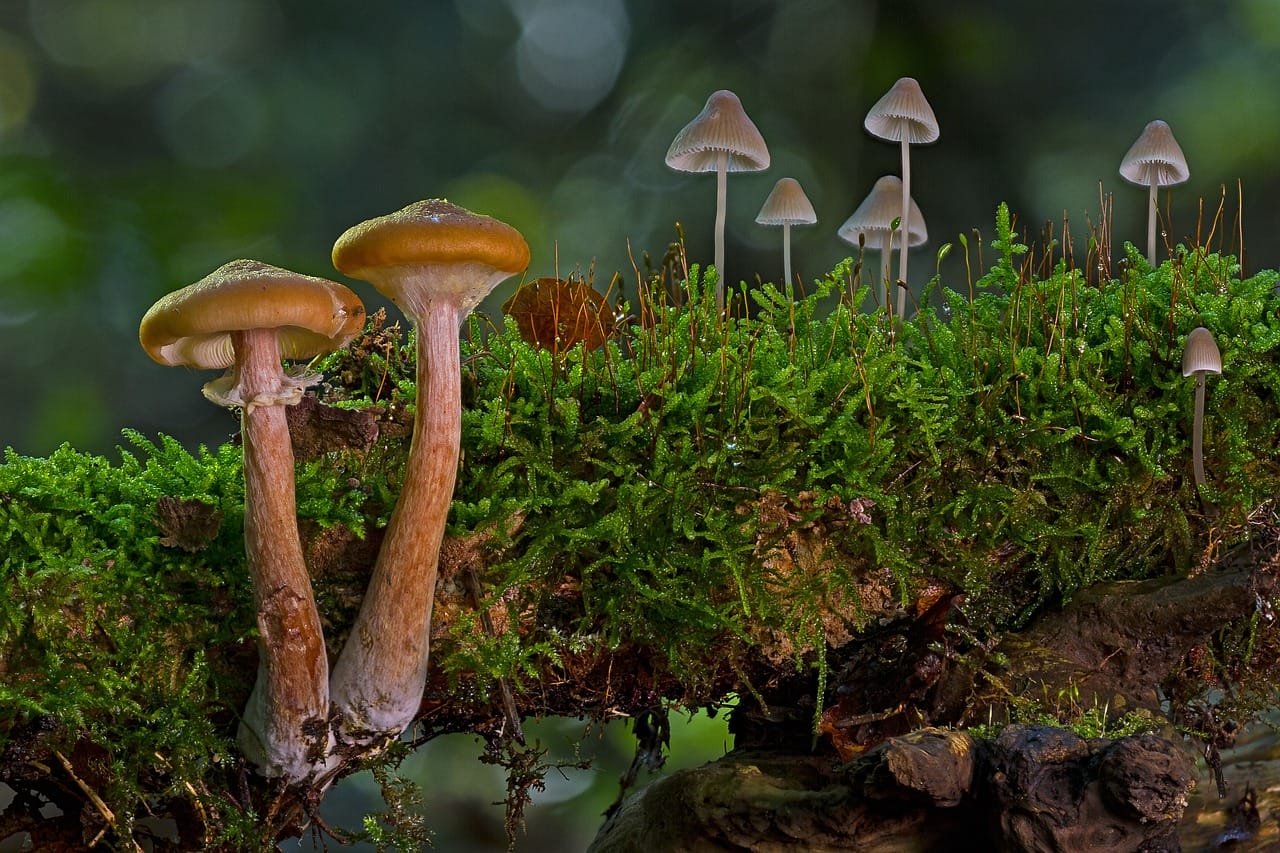 A Significant Majority of Canadians, 80%, Advocate for the Use of Psychedelic Mushrooms in Alleviating Existential Anxiety