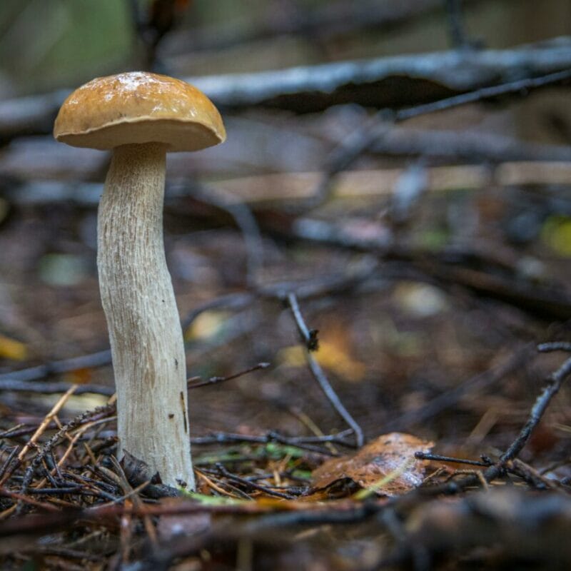 Shrooms online | Shroomland Canada