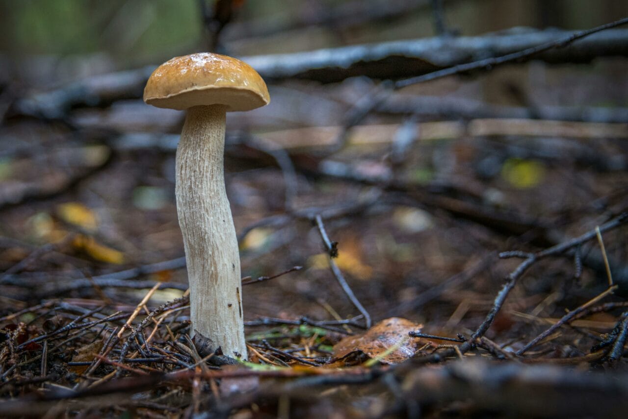 Research on Psychedelic Mushrooms Indicates Prolonged Brain Changes Could Benefit Mental Health