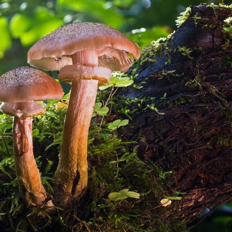 magic mushroom delivery | Shroomland Canada