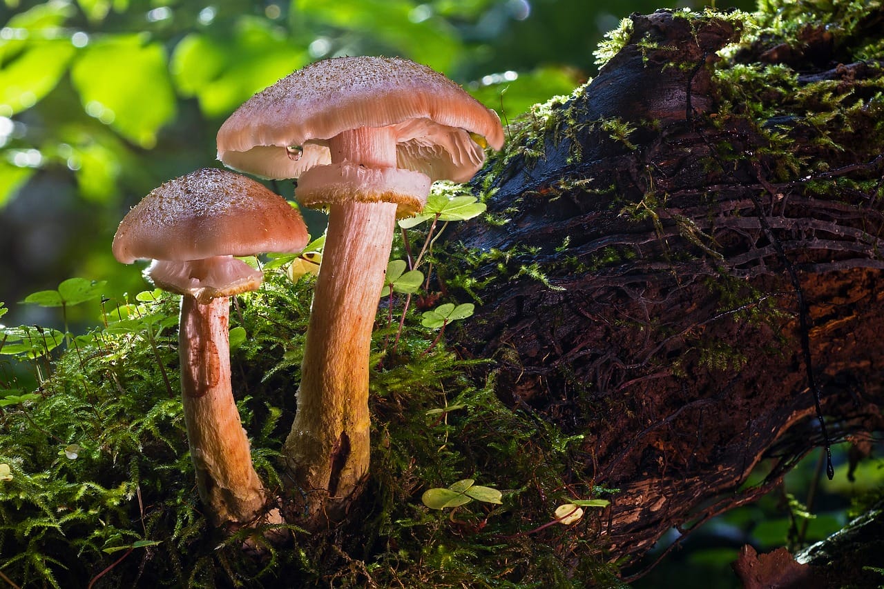 Magic Mushrooms and Psychedelia – A Catalyst for Evolution in the Human Species?