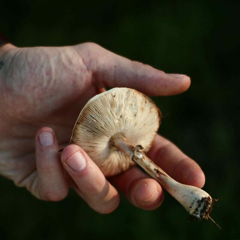 Shrooms | Shroomland Canada